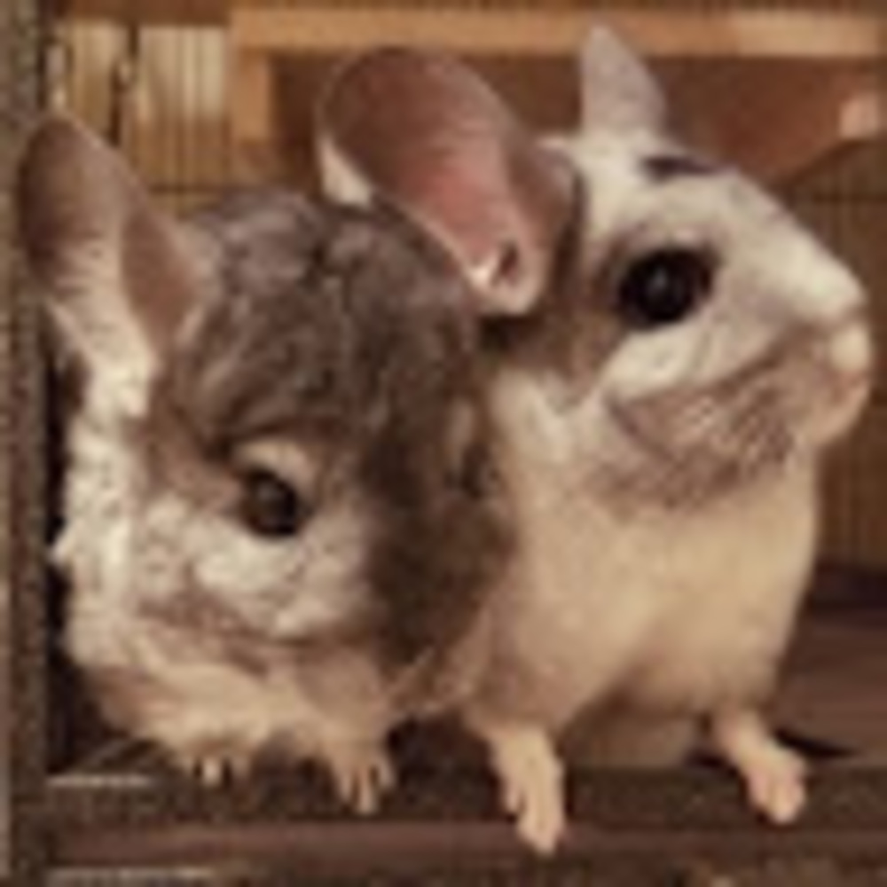 Meet your Posher, Allison